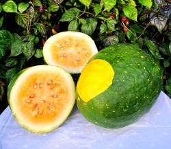 watermelon moon and stars yellow51